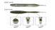 Силикон Keitech Sexy&nbsp;Impact&nbsp;2.8" #401&nbsp;Green&nbsp;PumpkinPP.Chart (ПОШТУЧНО) 15510253 фото 2